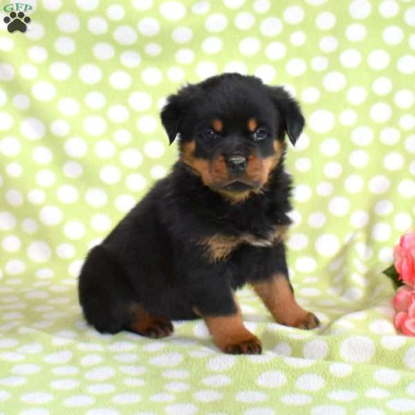 Vinny, Rottweiler Puppy