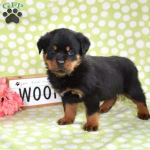 Vinny, Rottweiler Puppy