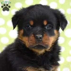 Vinny, Rottweiler Puppy