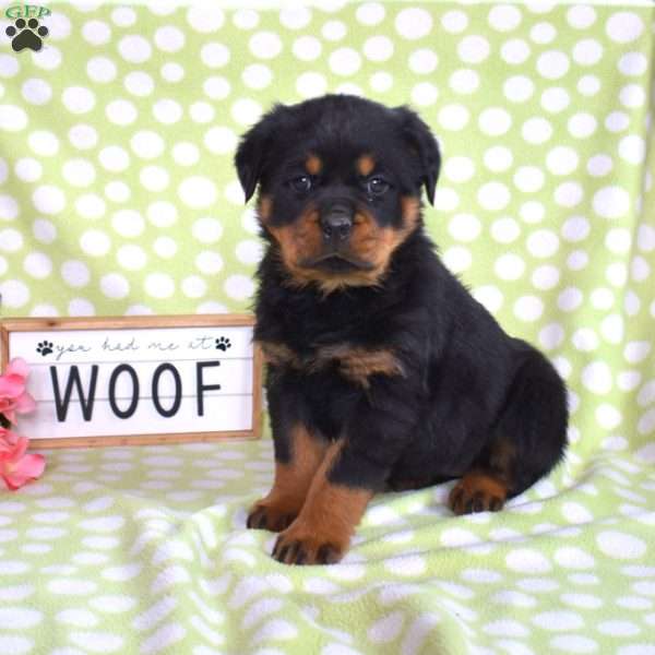 Violet, Rottweiler Puppy