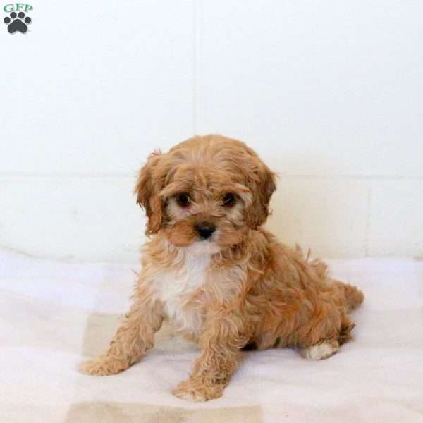 Violet, Cavapoo Puppy
