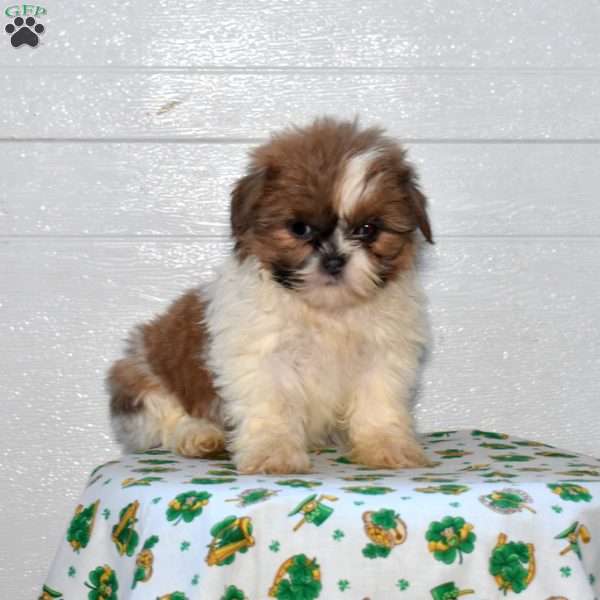 Violet, Shih Tzu Puppy