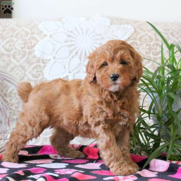 Violet, Mini Goldendoodle Puppy