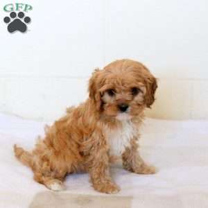 Violet, Cavapoo Puppy