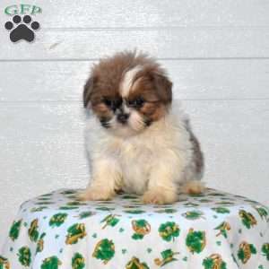 Violet, Shih Tzu Puppy