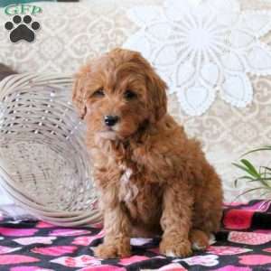 Violet, Mini Goldendoodle Puppy