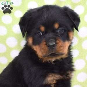 Violet, Rottweiler Puppy