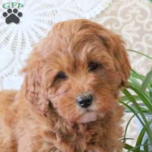 Violet, Mini Goldendoodle Puppy