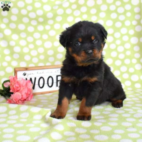 Viper, Rottweiler Puppy