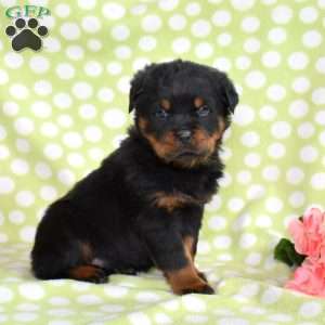 Viper, Rottweiler Puppy