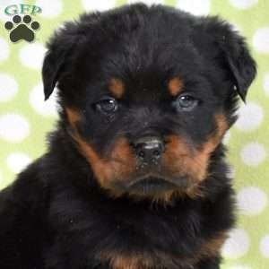 Viper, Rottweiler Puppy