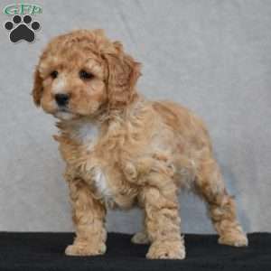 Waffles, Cavapoo Puppy