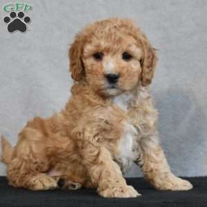 Waffles, Cavapoo Puppy