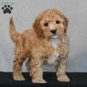 Waffles, Cavapoo Puppy