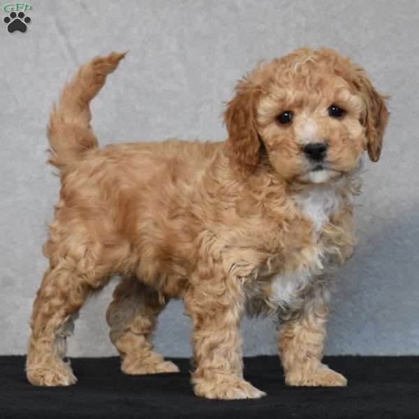 Waffles, Cavapoo Puppy