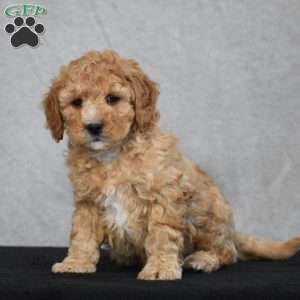 Waffles, Cavapoo Puppy