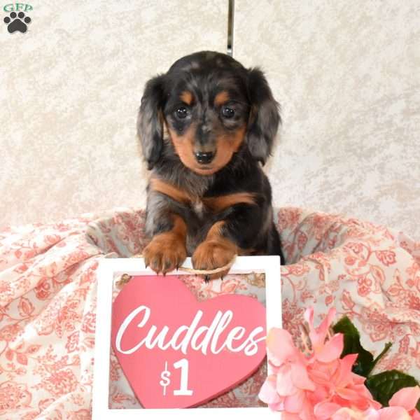 Waffles, Dachshund Puppy