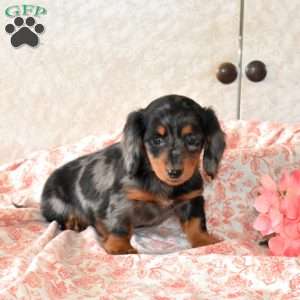 Waffles, Dachshund Puppy