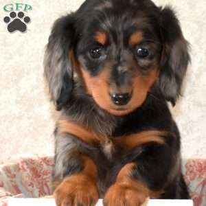 Waffles, Dachshund Puppy