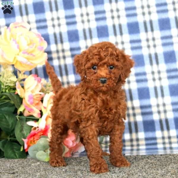 Waldo, Miniature Poodle Puppy