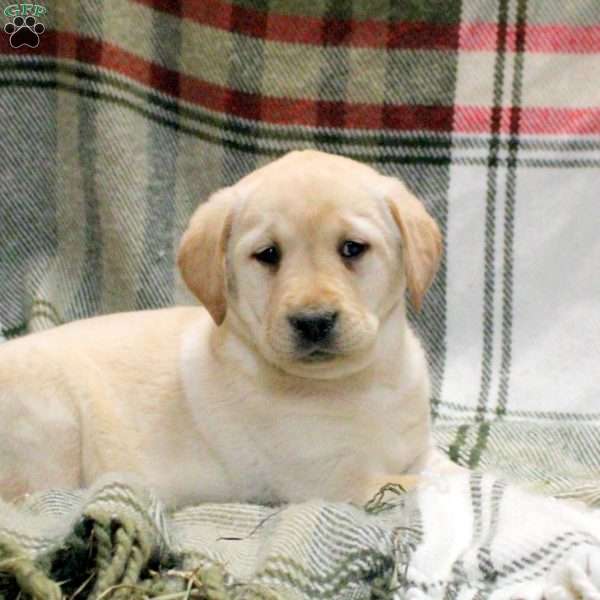 Walker, Golden Labrador Puppy
