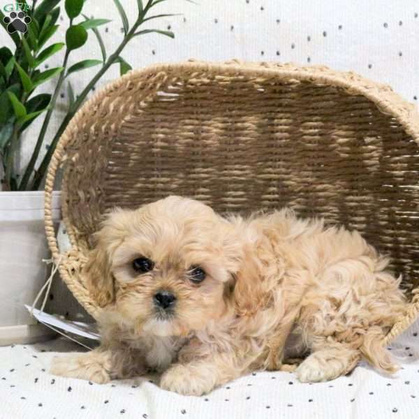 Walter, Cavachon Puppy