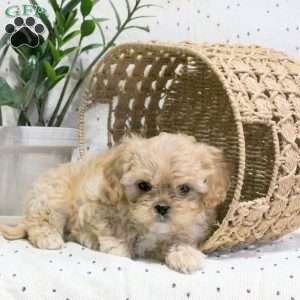 Walter, Cavachon Puppy