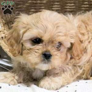 Walter, Cavachon Puppy