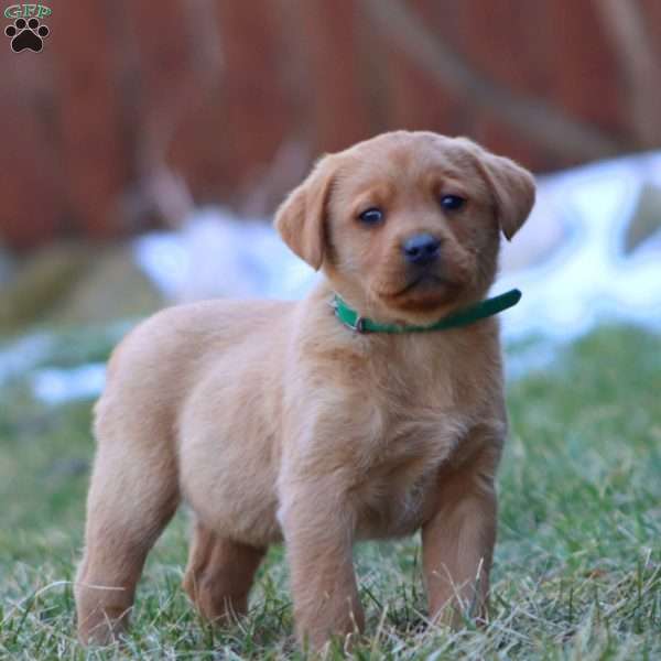 Wanda, Fox Red Labrador Retriever Puppy