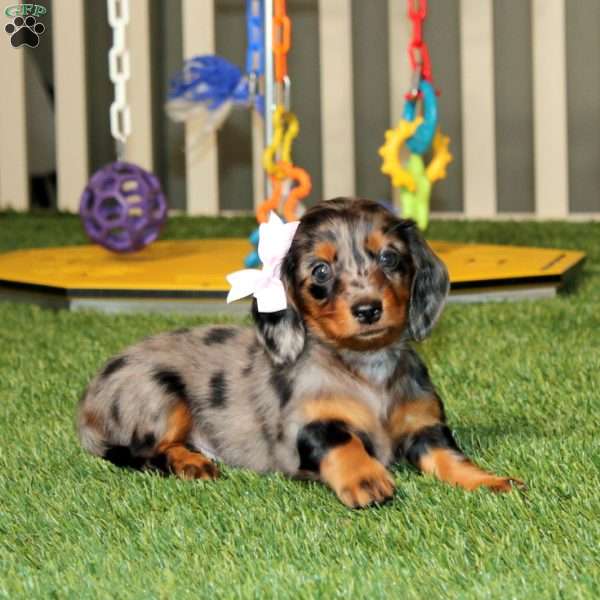 Wanda, Dachshund Puppy