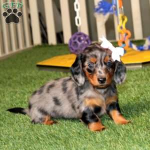 Wanda, Dachshund Puppy
