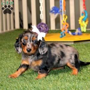 Wanda, Dachshund Puppy
