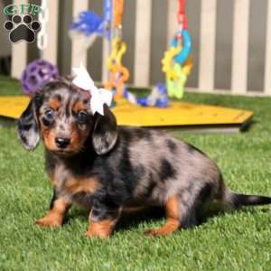 Wanda, Dachshund Puppy