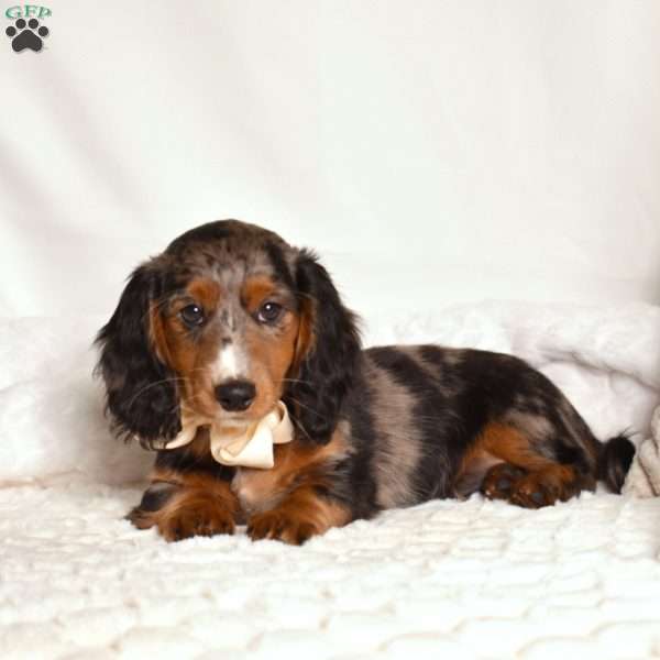 Watson, Dachshund Puppy
