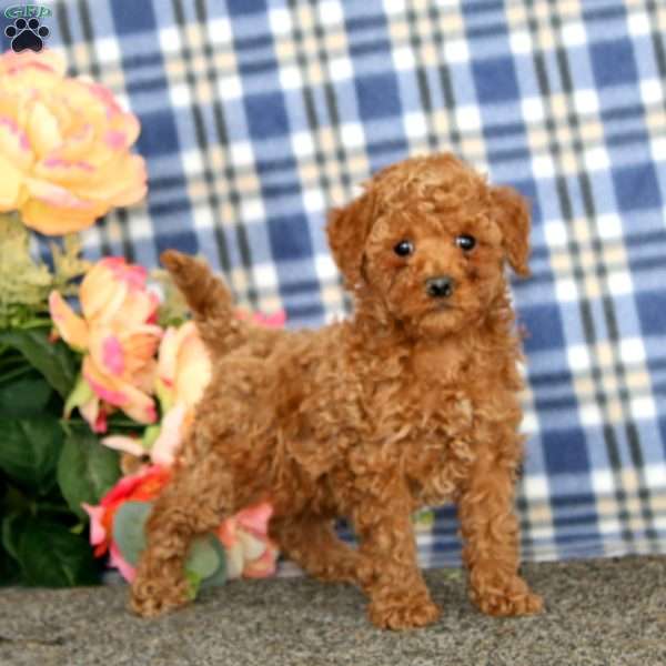 Watson, Miniature Poodle Puppy