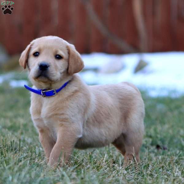 Watson, Fox Red Labrador Retriever Puppy