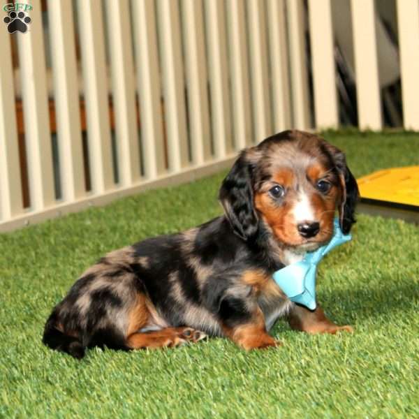 Watson, Dachshund Puppy