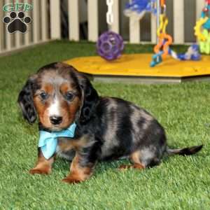 Watson, Dachshund Puppy