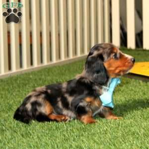 Watson, Dachshund Puppy