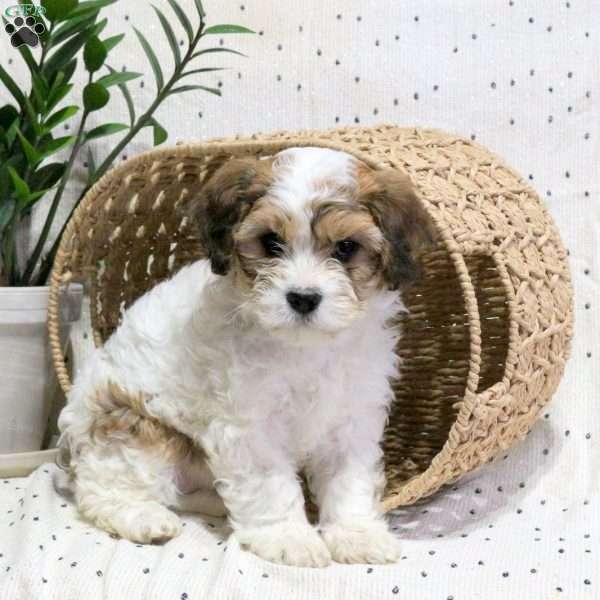 Wava, Cavachon Puppy
