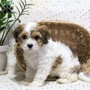 Wava, Cavachon Puppy