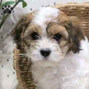Wava, Cavachon Puppy