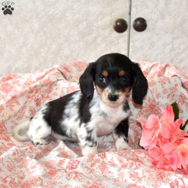Waverly, Dachshund Puppy