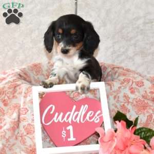 Waverly, Dachshund Puppy