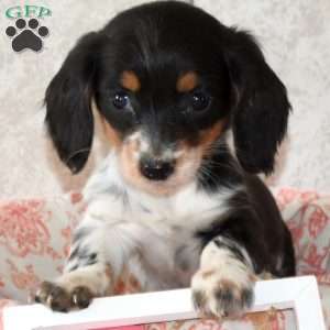 Waverly, Dachshund Puppy