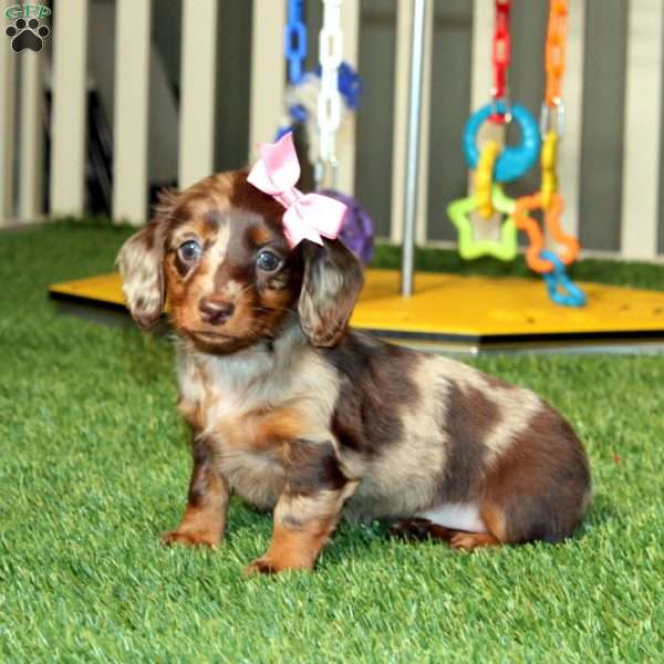 Wendy, Dachshund Puppy