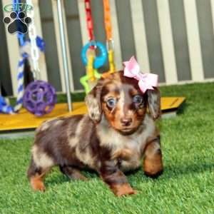 Wendy, Dachshund Puppy