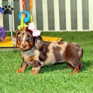 Wendy, Dachshund Puppy