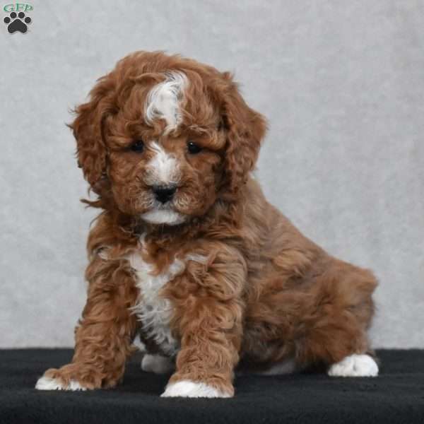 Wesley, Cavapoo Puppy