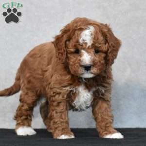 Wesley, Cavapoo Puppy